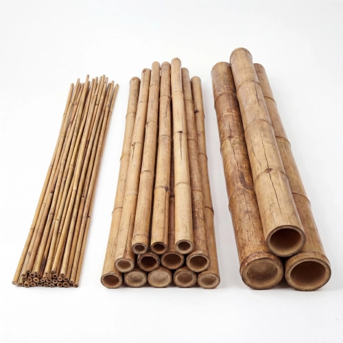 bambus mainz Seedeo® Moso Bambus (Riesenbambus) Phyllostachys edulis 100 Samen main image 0