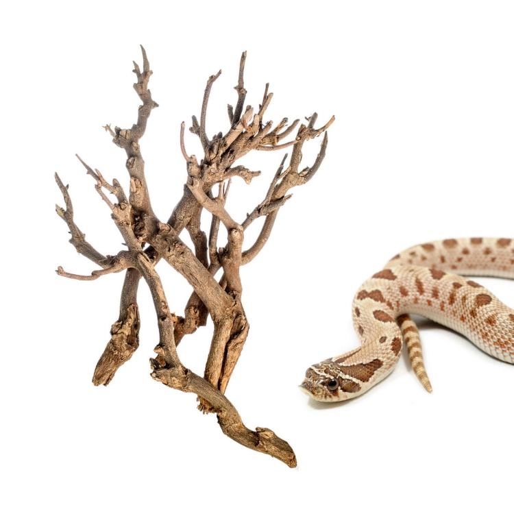 Gałąź/ gałęzie / korzenie do terrarium stepowego i pustynnego 30-50cm paczka 2-3szt.