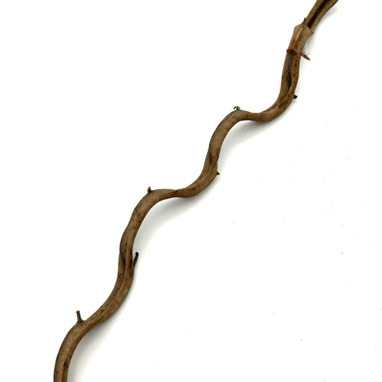 BioThai Liana 1-2cm / 100cm