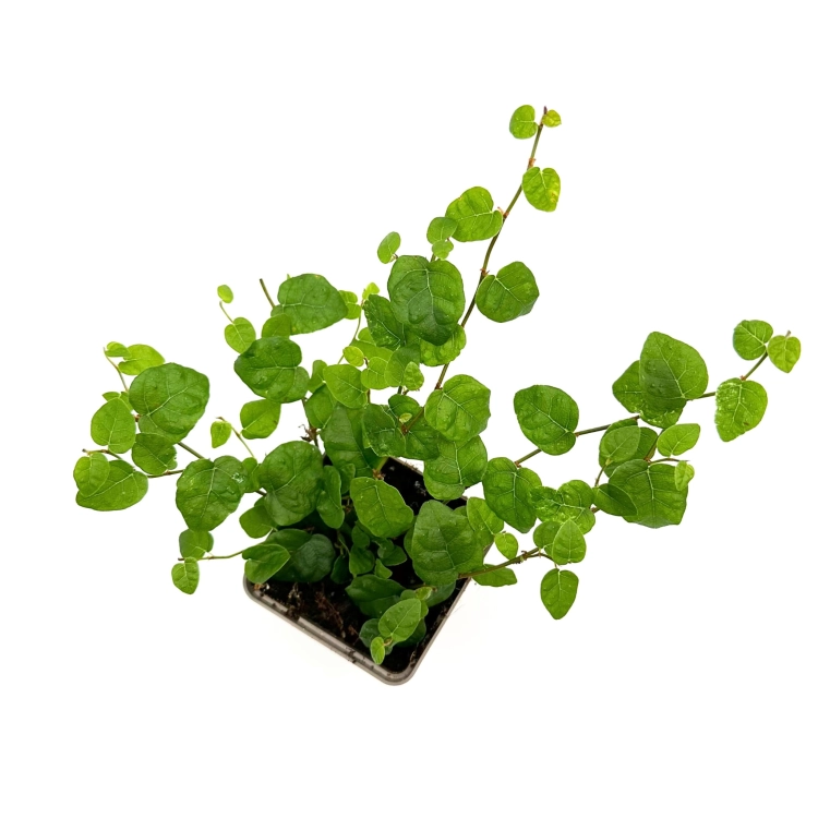 Ficus pumila Fikus pnący - Żywa Roślina do Terrarium