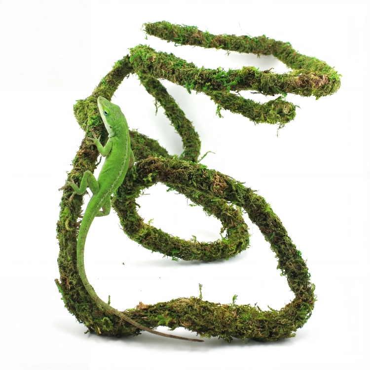 BioBranch Green Moss Liana z mchem 200x2cm do modelowania do terrarium