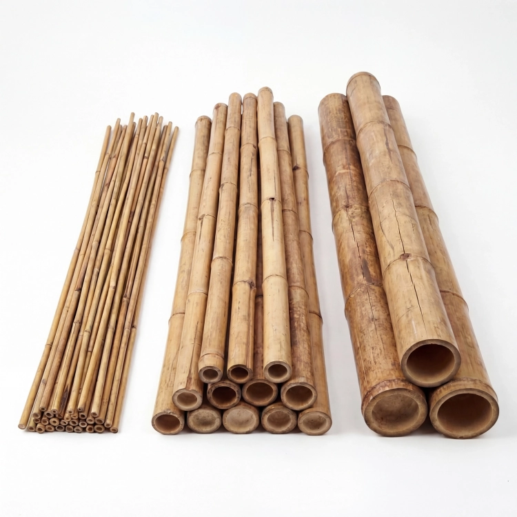 Bambus do terrarium – BioScape Bamboo