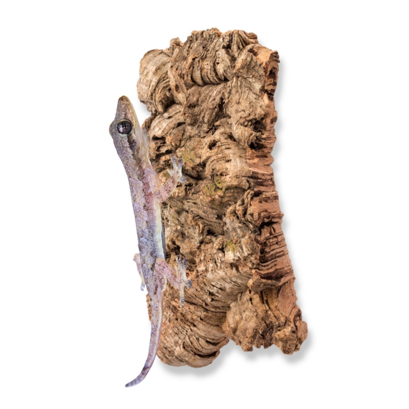 naturalna-kora-do-terrarium-dla-gekona