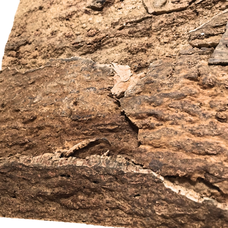 scianka-do-terrarium-dla-agamy