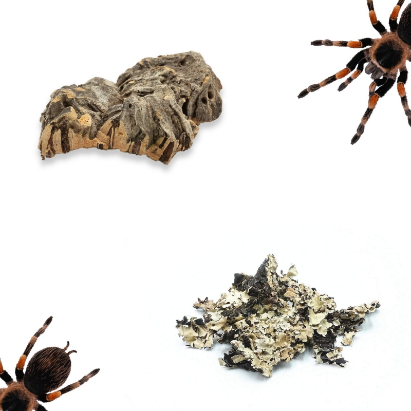 pojemnik-do-hodowli-ptasznika