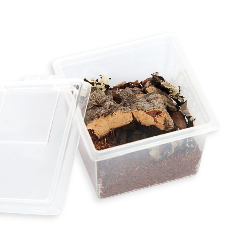 pojemnik-do-hodowli-pajaka