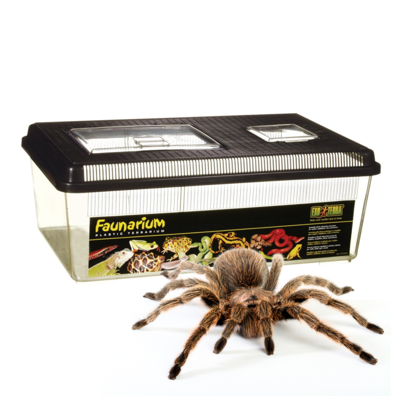 exo-terra-faunarium-plaskie