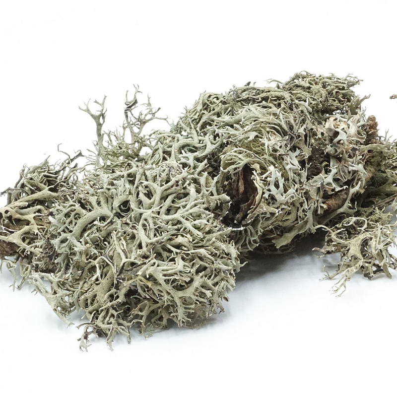 BioGrey-Lichen