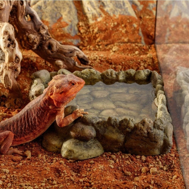 miska-do-terrarium-dla-agamy