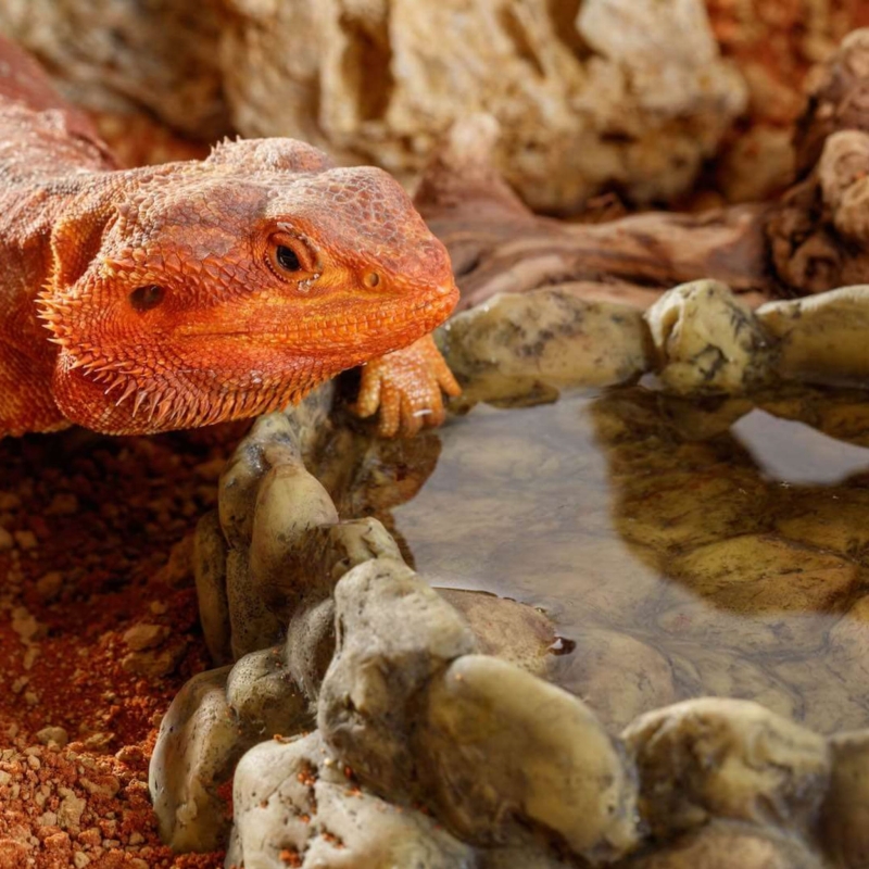 miska-do-terrarium-dla-agamy