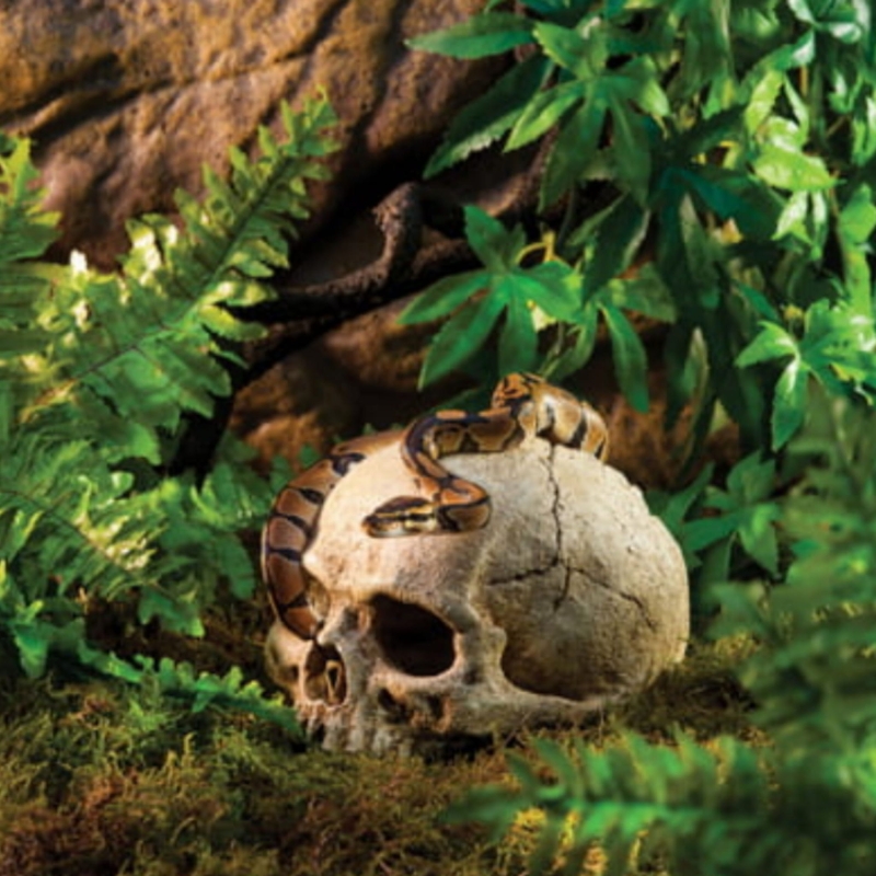 Dekoracja-do-terrarium
