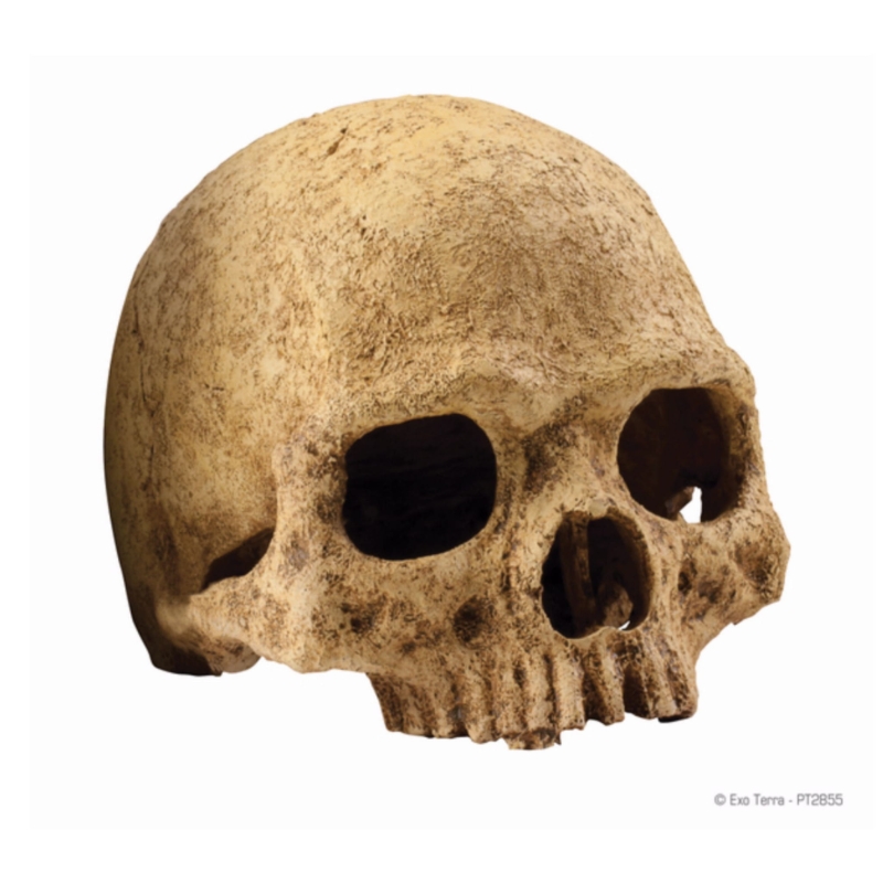Exo-Terra-Primate-Skull