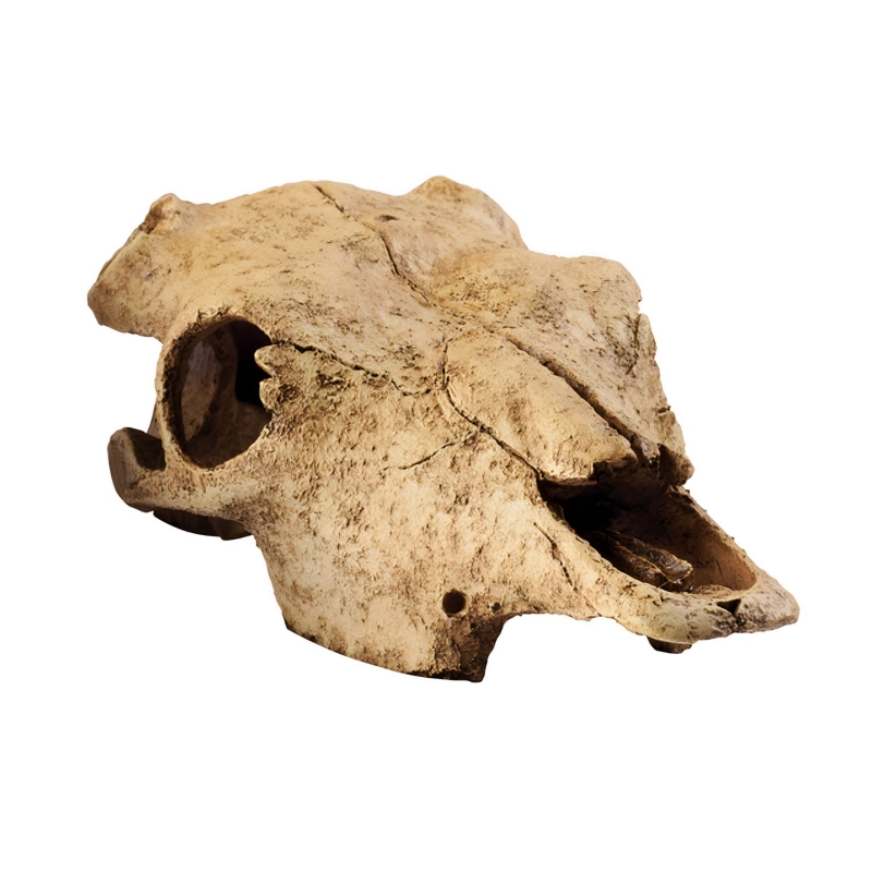 Exo-Terra-Buffalo-Skull