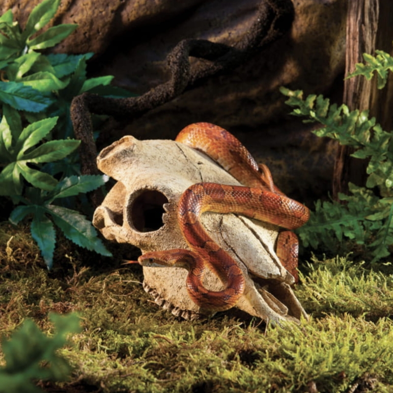 ozdoba-do-terrarium-czaszka