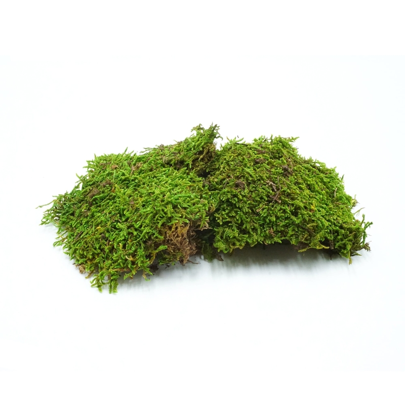 mech-platy-do-terrarium