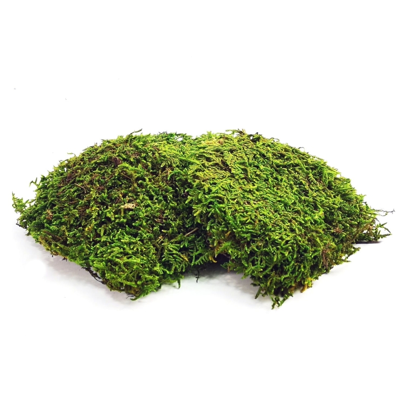 najlepszy-mech-do-terrarium