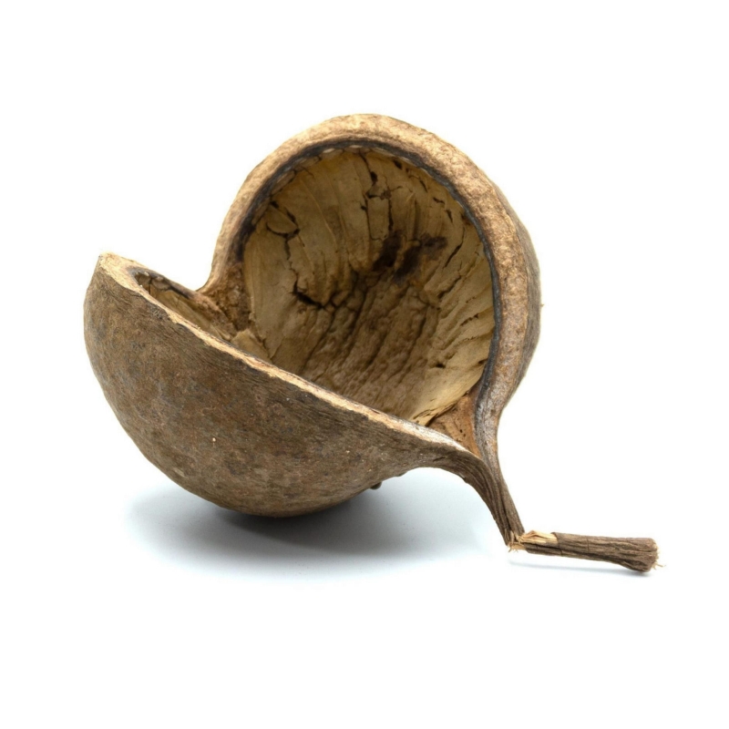 BioGecko-nut