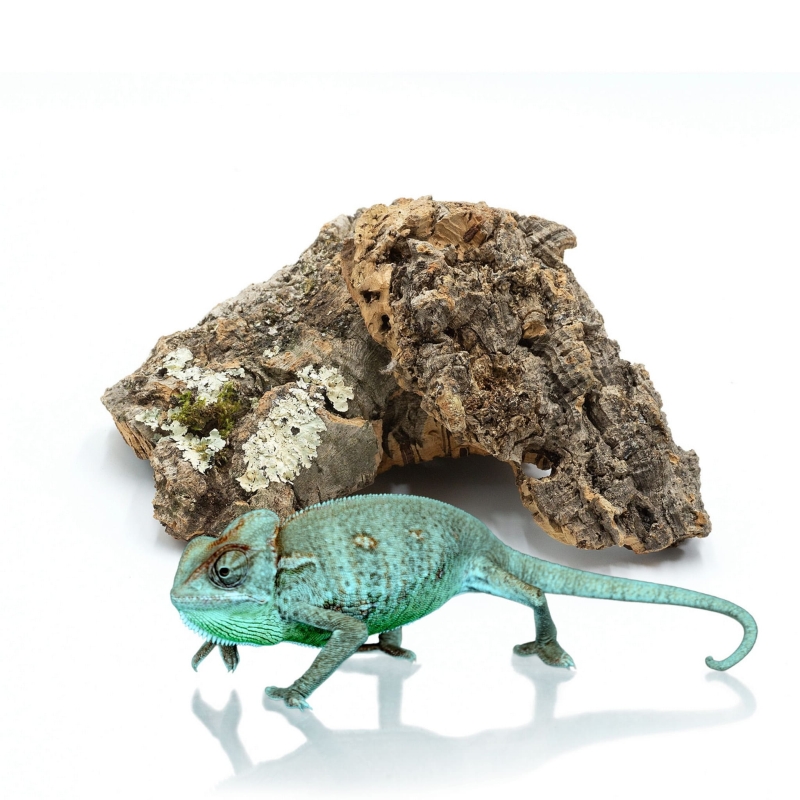 korek-do-terrarium-scinka-korkowa-scinki-z-korka-kawalki-kory