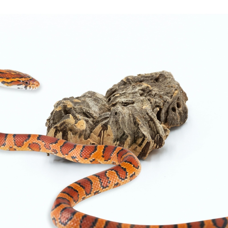 scinki-korkowe-bioterr-terrarium