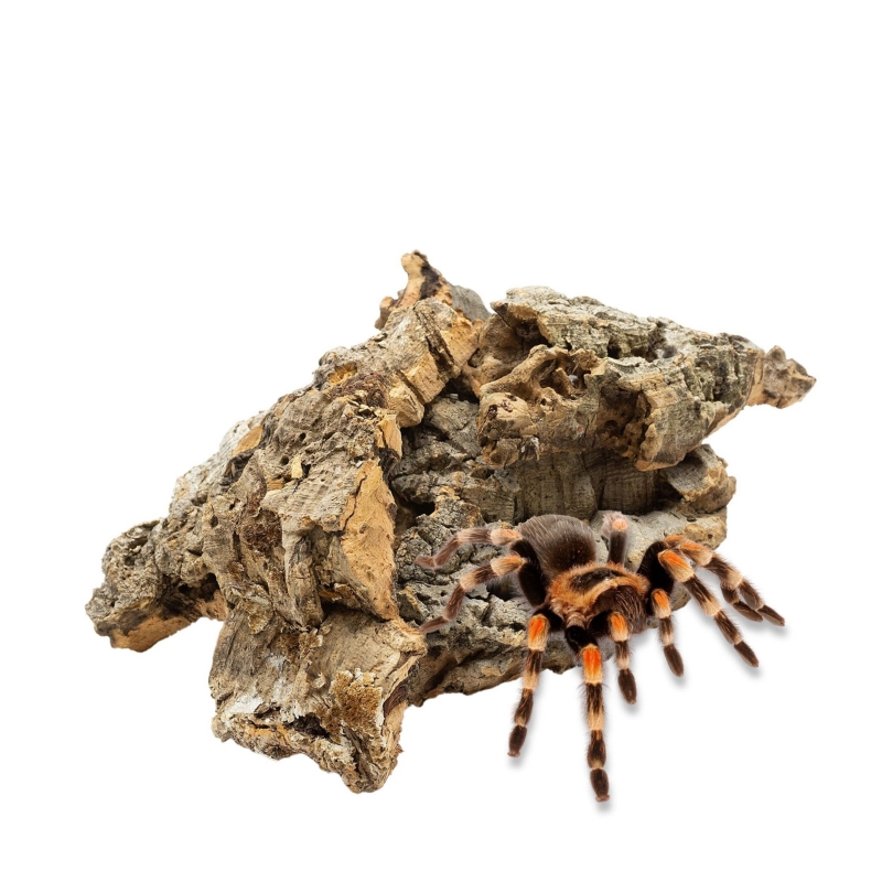 dekoracja-do-terrarium-z-pajakiem