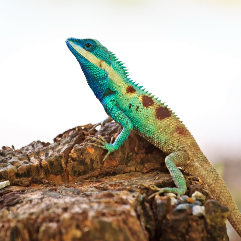 naturalne-dekoracje-do-terrarium