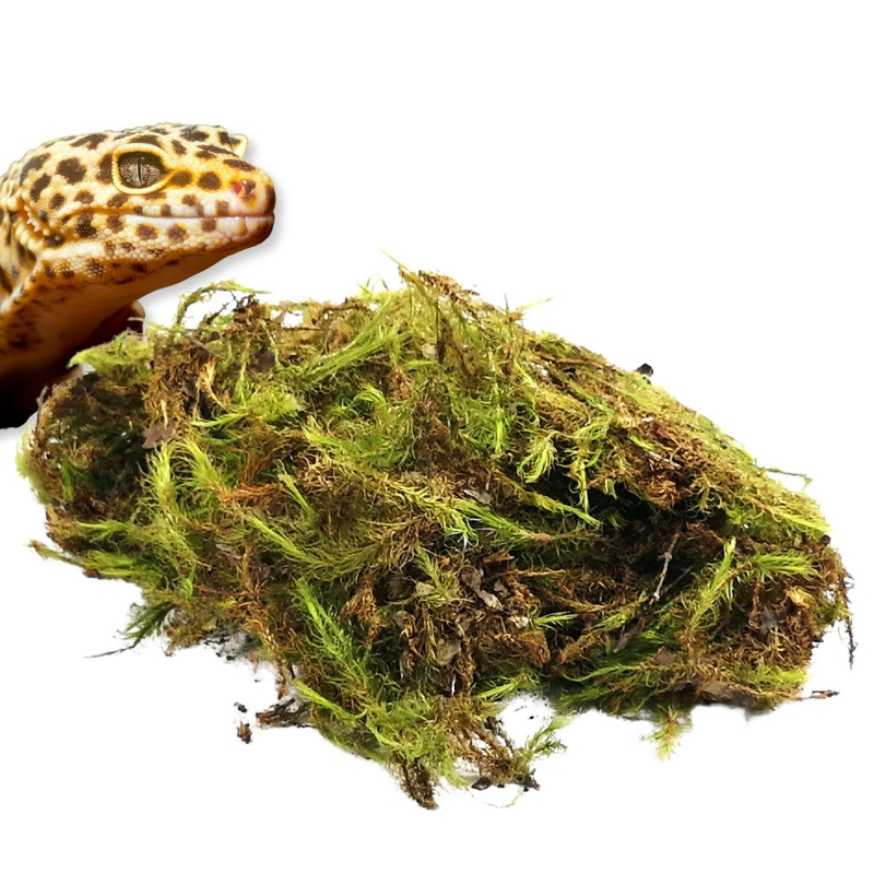 BioGreen-Moss-Bioterr