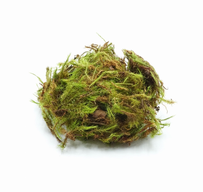 mech-terrarystyczny-do-terrarium-egzotyczny-mech