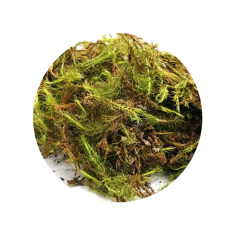 mech-terrarystyczny-do-terrarium-egzotyczny