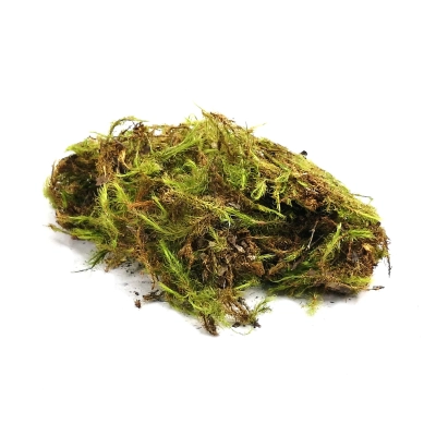 mech-naturalny-do-terrarium