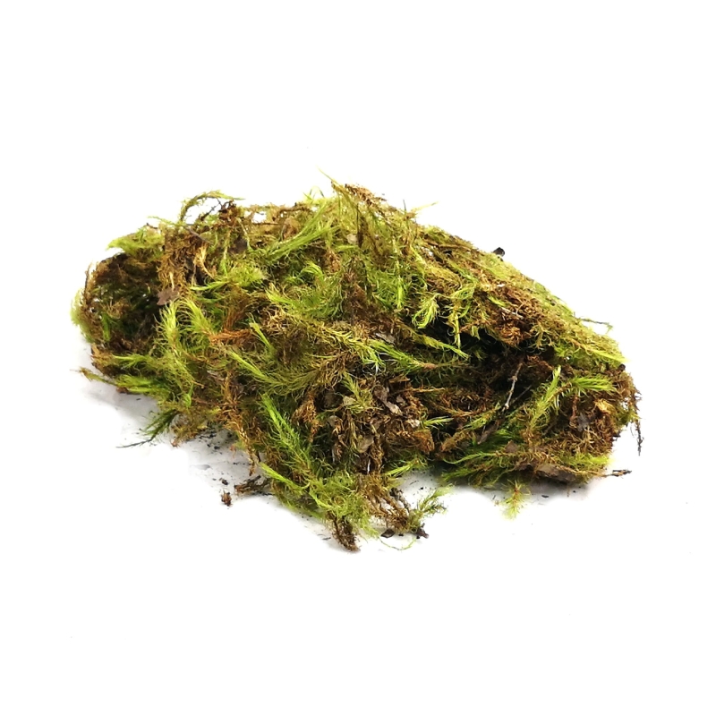 mech-naturalny-do-terrarium