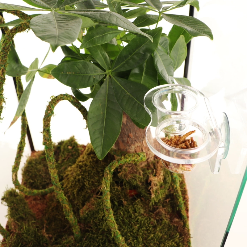 miseczka-do-terrarium