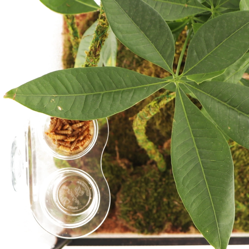 Terrario-Gecko-Bar-Duo-Invisible