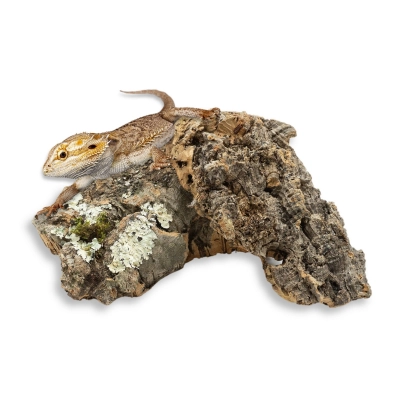 najlepsze-dekoracje-do-terrarium