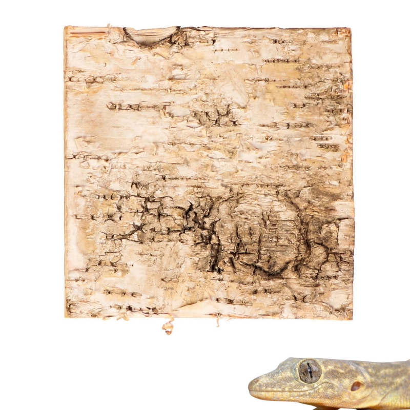 tlo-do-terrarium-dla-ptasznika