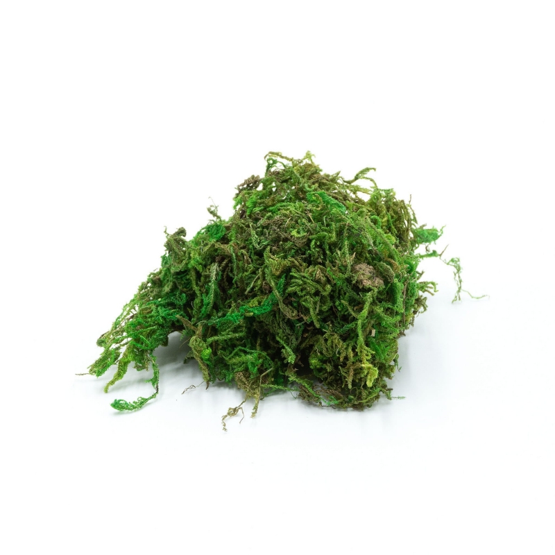 Mech-suszony-do-terrarium