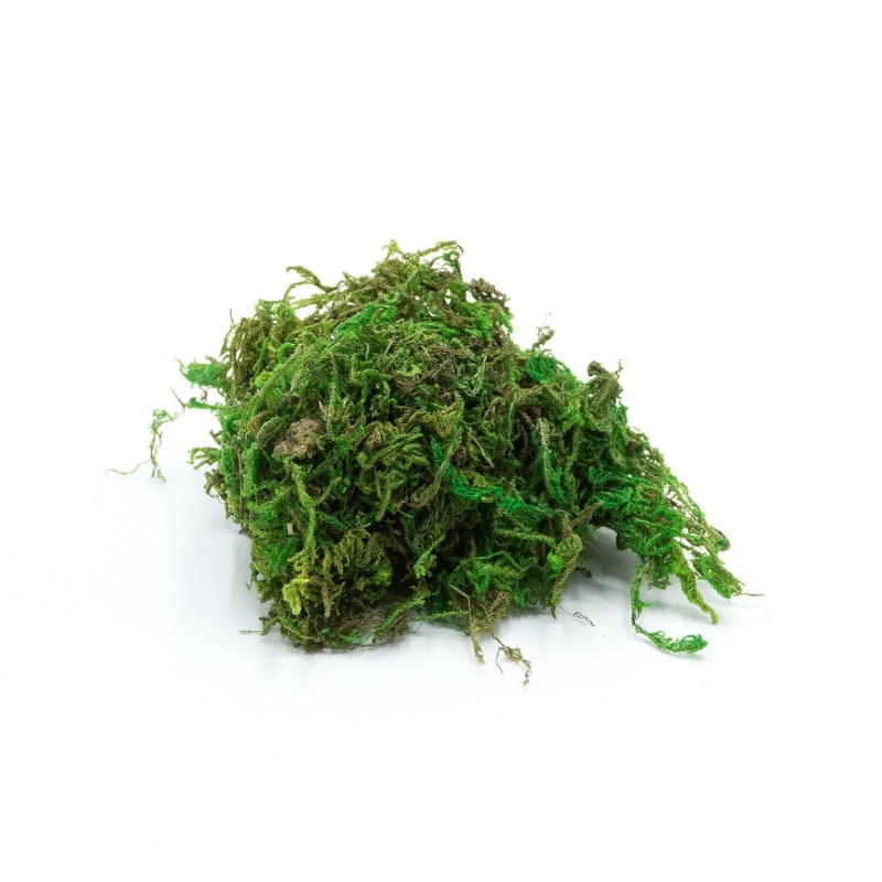 mech-do-terrarium-tropikalnego
