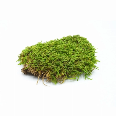 mech-do-terrarium-tropikalnego