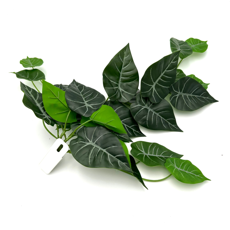 Bluszcz do Terrarium