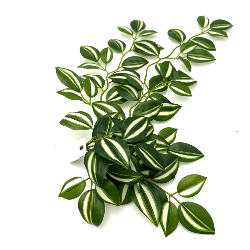 Trzykrotka do Terrarium