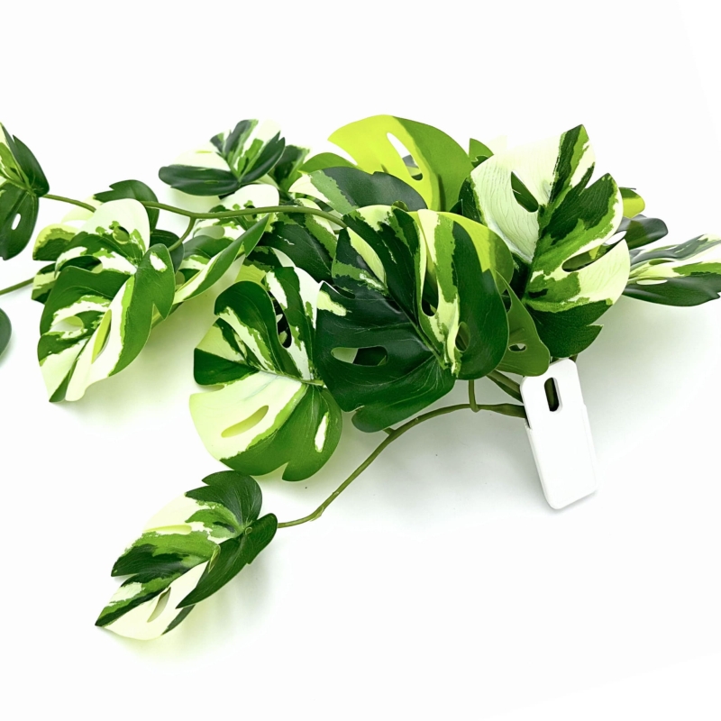 monstera-do-terrarium