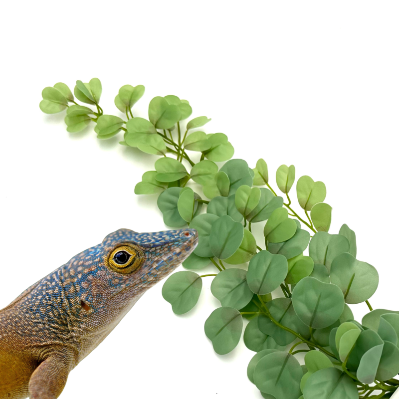 BioBush