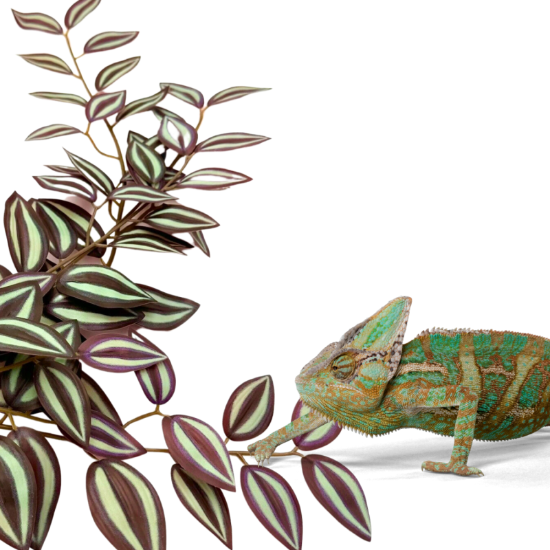 BioBush