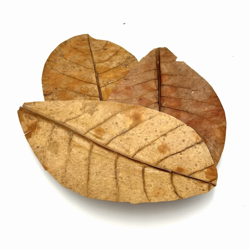 BioCatappa-liscie-do-terrarium