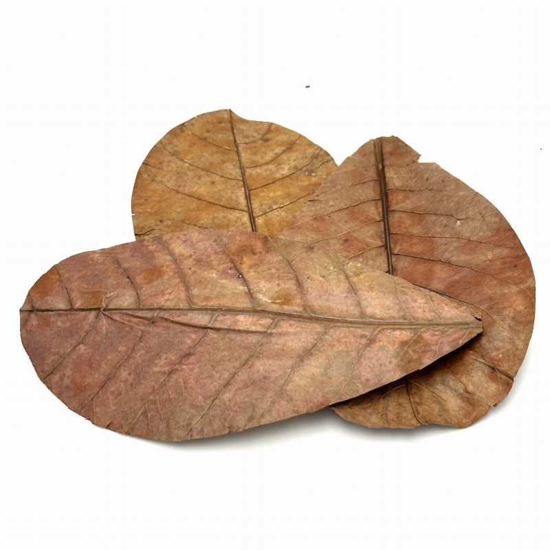 Lisc-Ketapang-liscie-do-zbiornika-z-woda