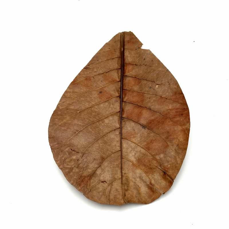 Lisc-Migdalecznika-liscie-do-terrarium-do-detailingu