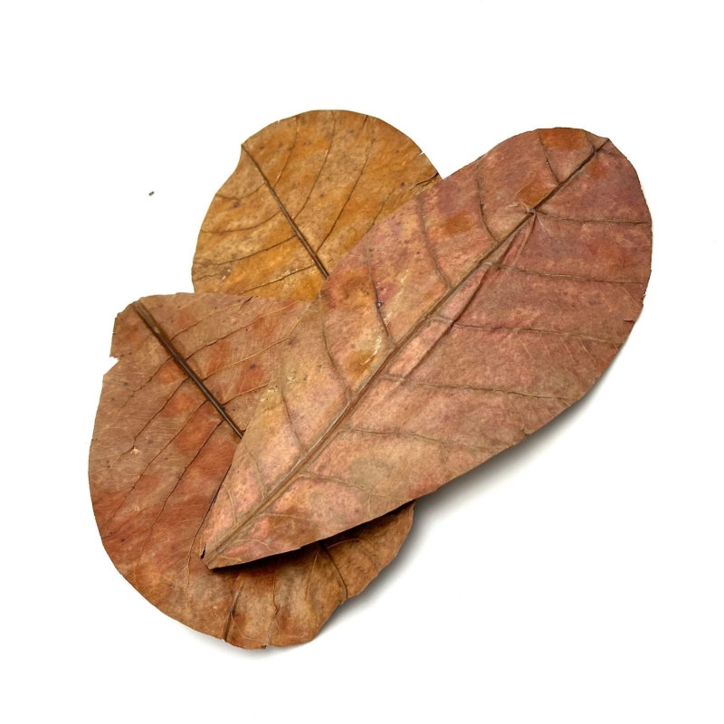 naturalna-dekoracja-do-terrarium