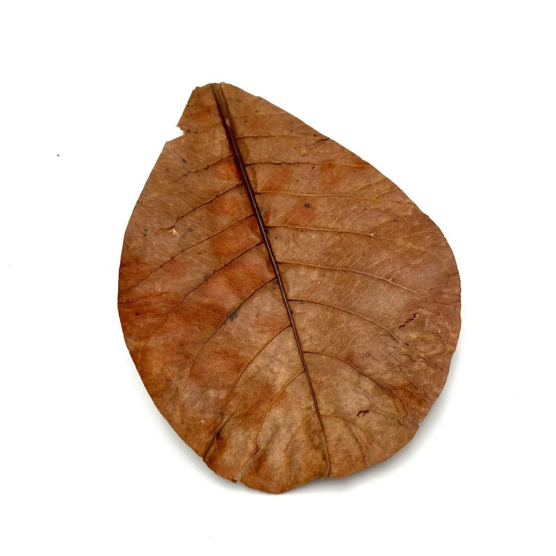 ozdoba-do-terrarium-liscie-do-wzbogacenia-podloza