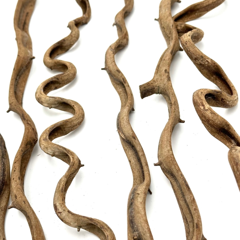 Liana-do-Terrarium-liana-do-kompozycji-florystycznej