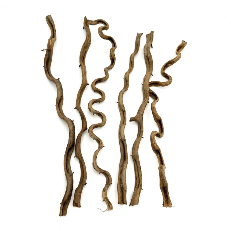 Naturalna-liana-do-Terrarium-dla-kameleona