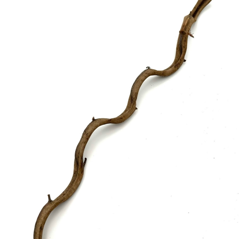 naturalna-ozdoba-do-terrarium-liana